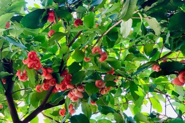 莲雾植株结果图