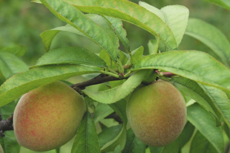 桃植株外观图 桃植株外观图