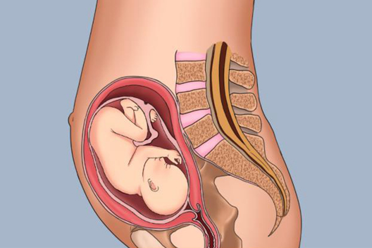 孕27周子宫位置图