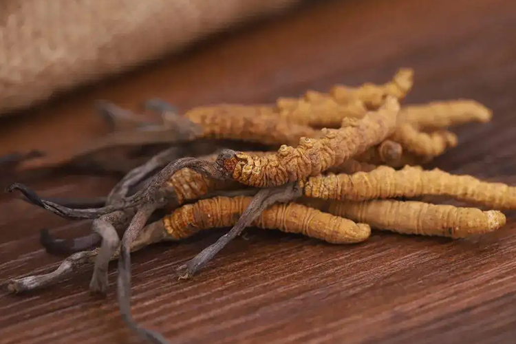 冬虫夏草成药图