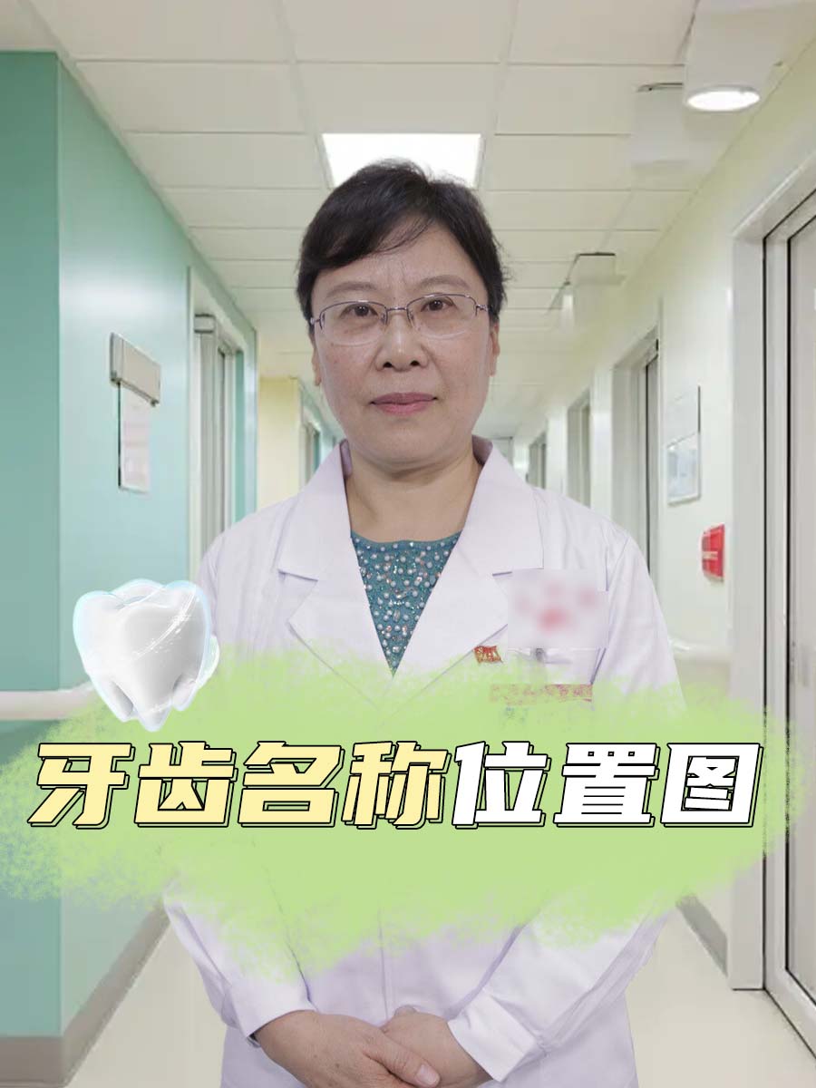 牙齿名称位置图