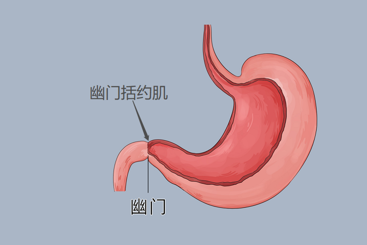幽门括约肌位置图