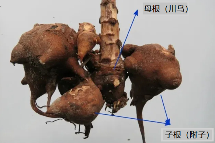 川乌以及附子图 川乌以及附子图