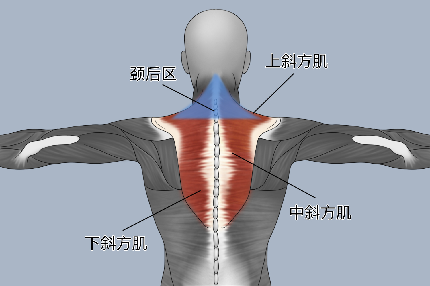 脖子后面两侧部位图