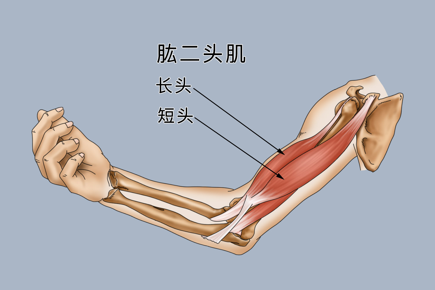 肱二头肌长位置图