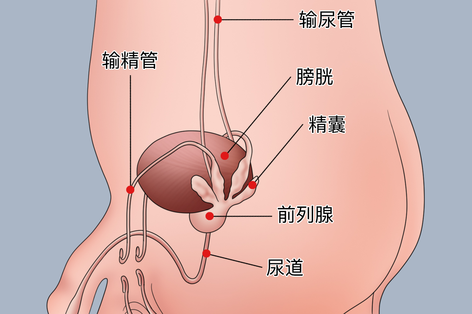精囊位置图