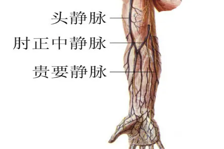 贵要静脉位置图