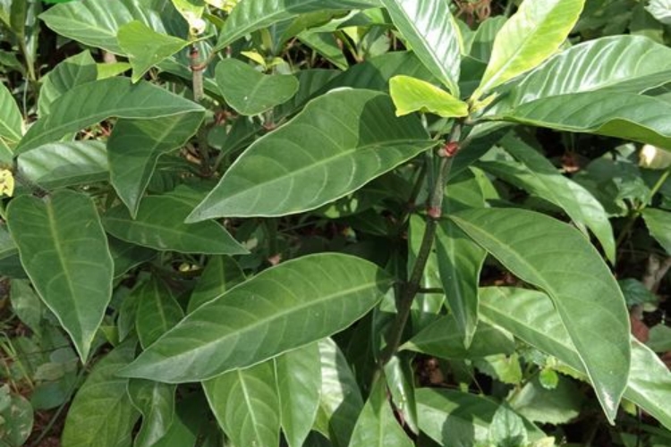 山大刀根草药图 山大刀根草药图