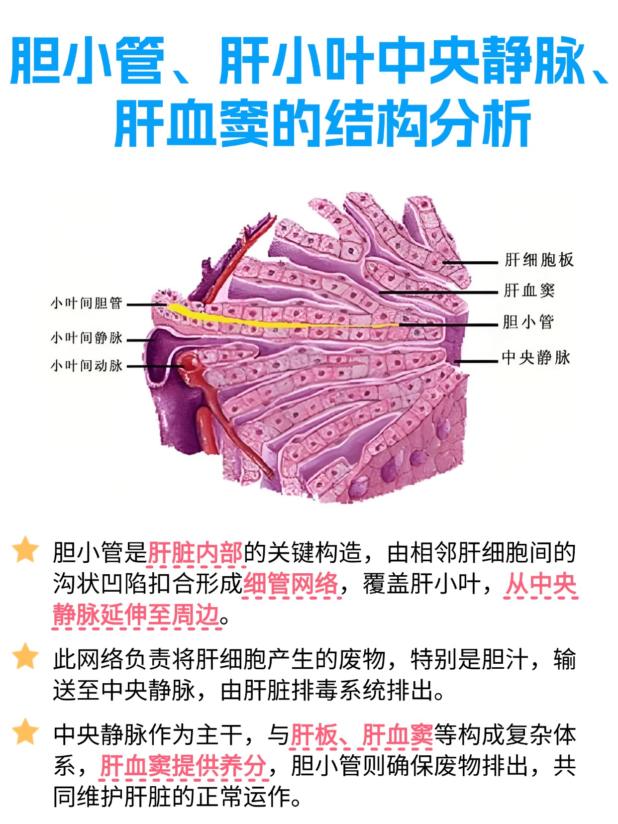 胆小管:肝小叶中央静脉与肝血窦的桥梁