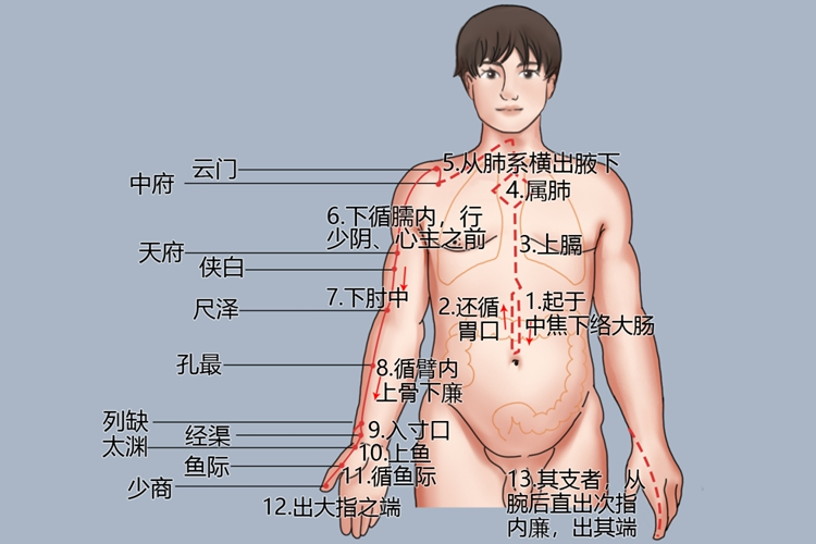 手太阴肺经位置图