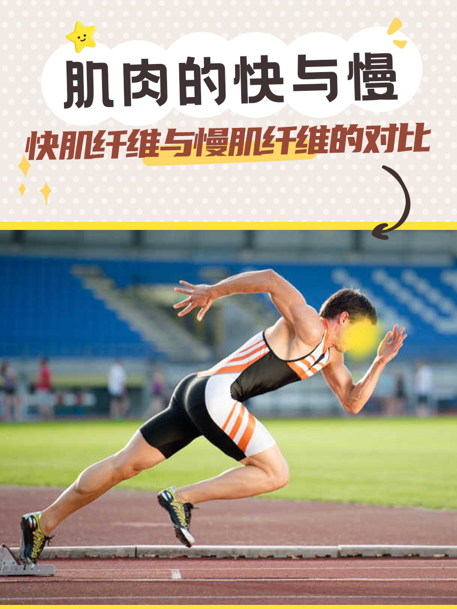 肌肉的快与慢：快肌纤维与慢肌纤维的对比