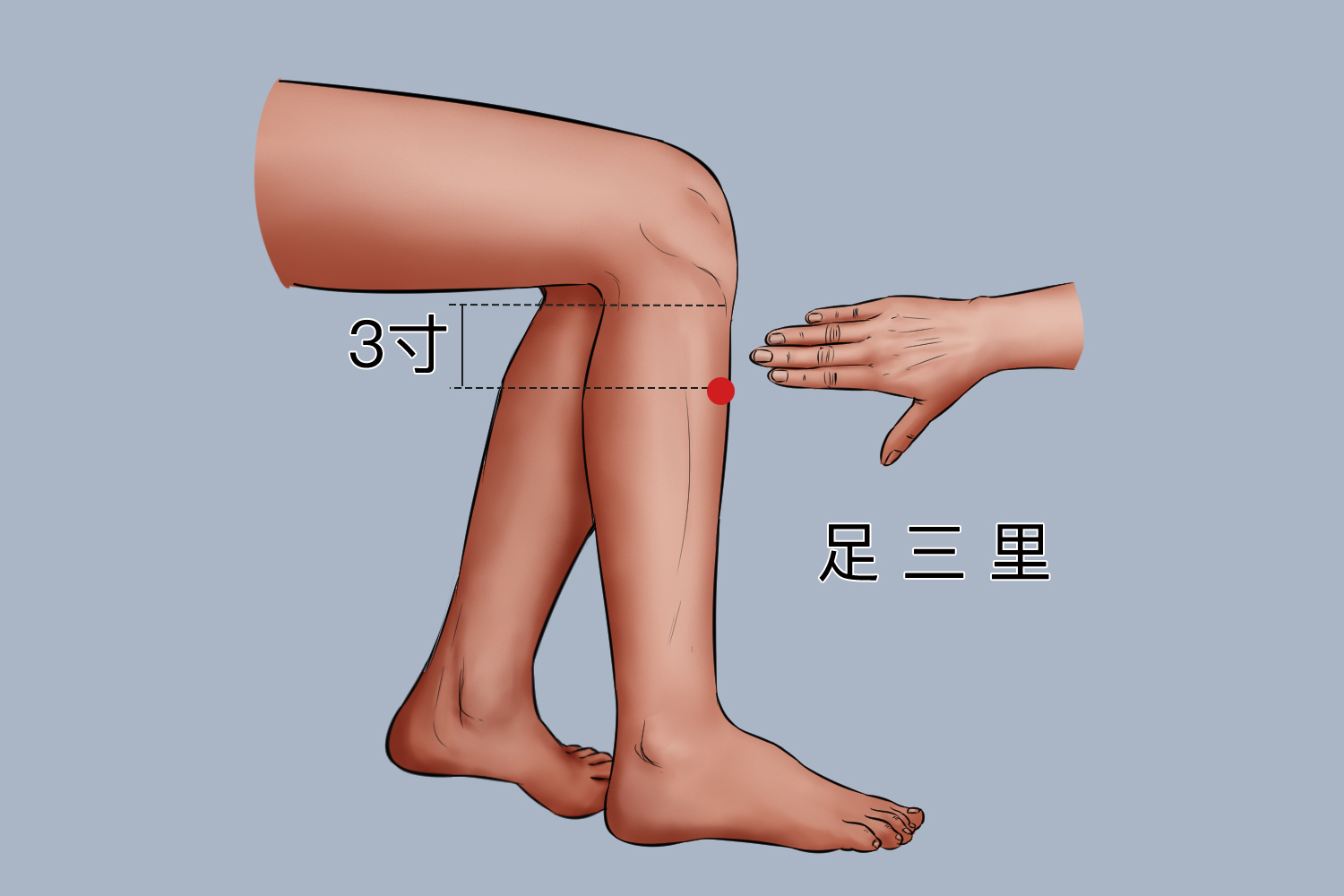 足三里位置图 足三里位置图