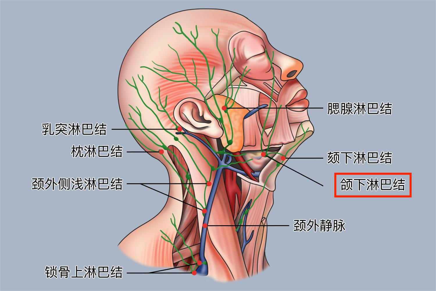 颌下淋巴结图