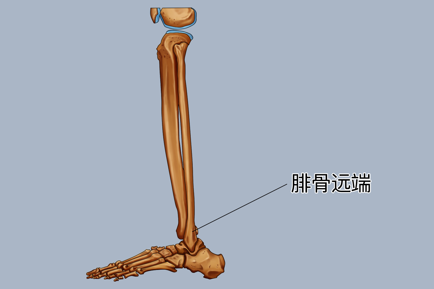 腓骨的位置图图片