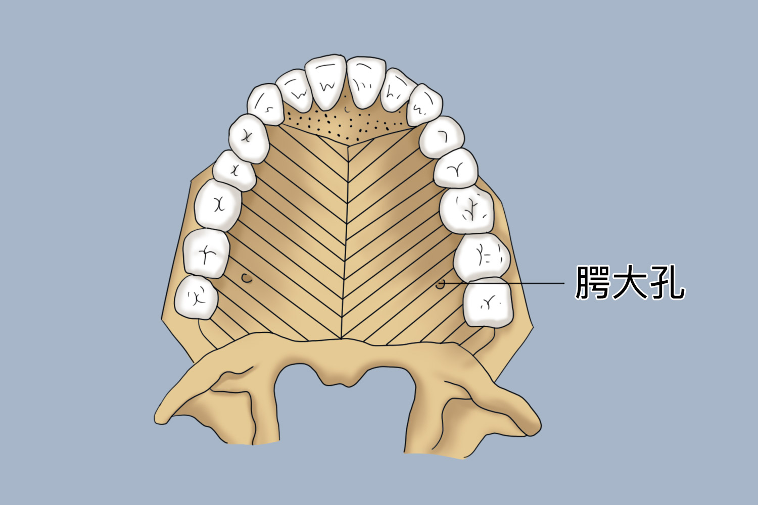 腭中缝图片