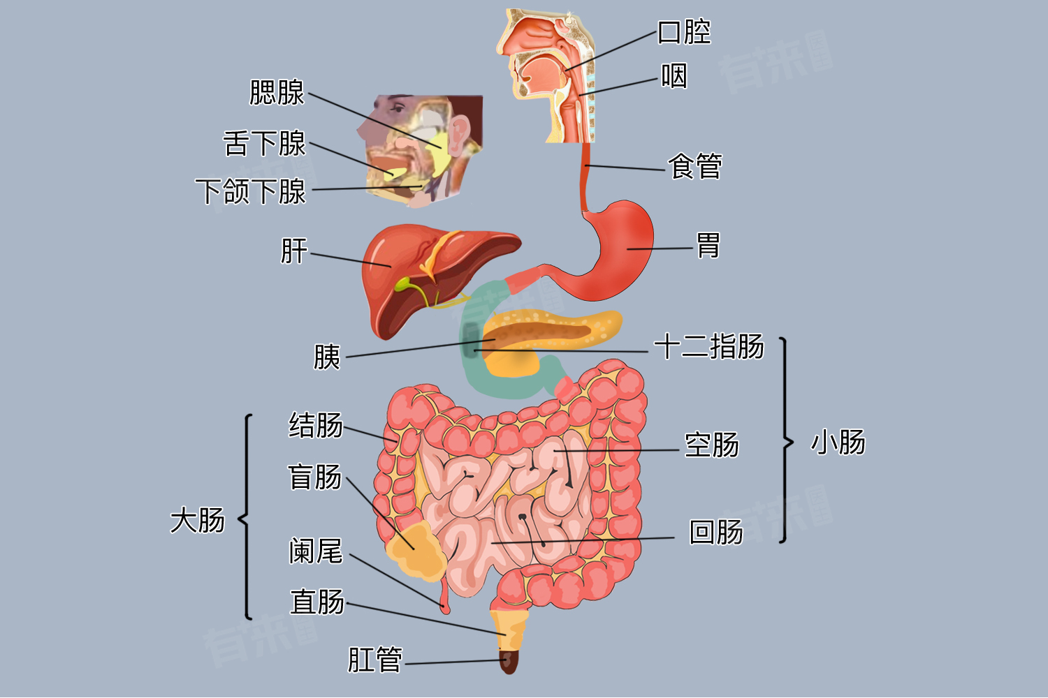 上消化道和下消化道的分界