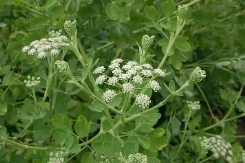 旁风草原植株图