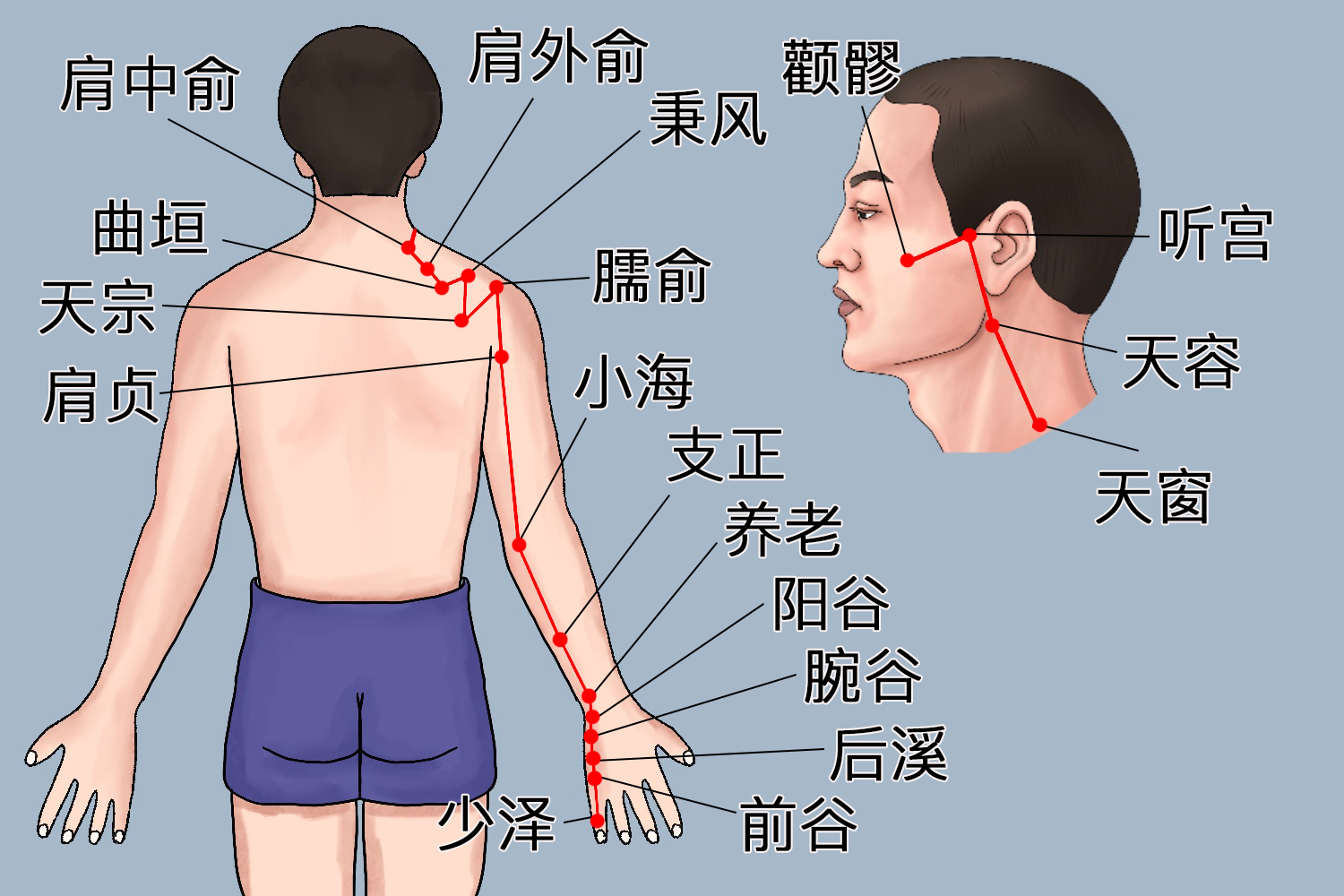 手太阳小肠经图