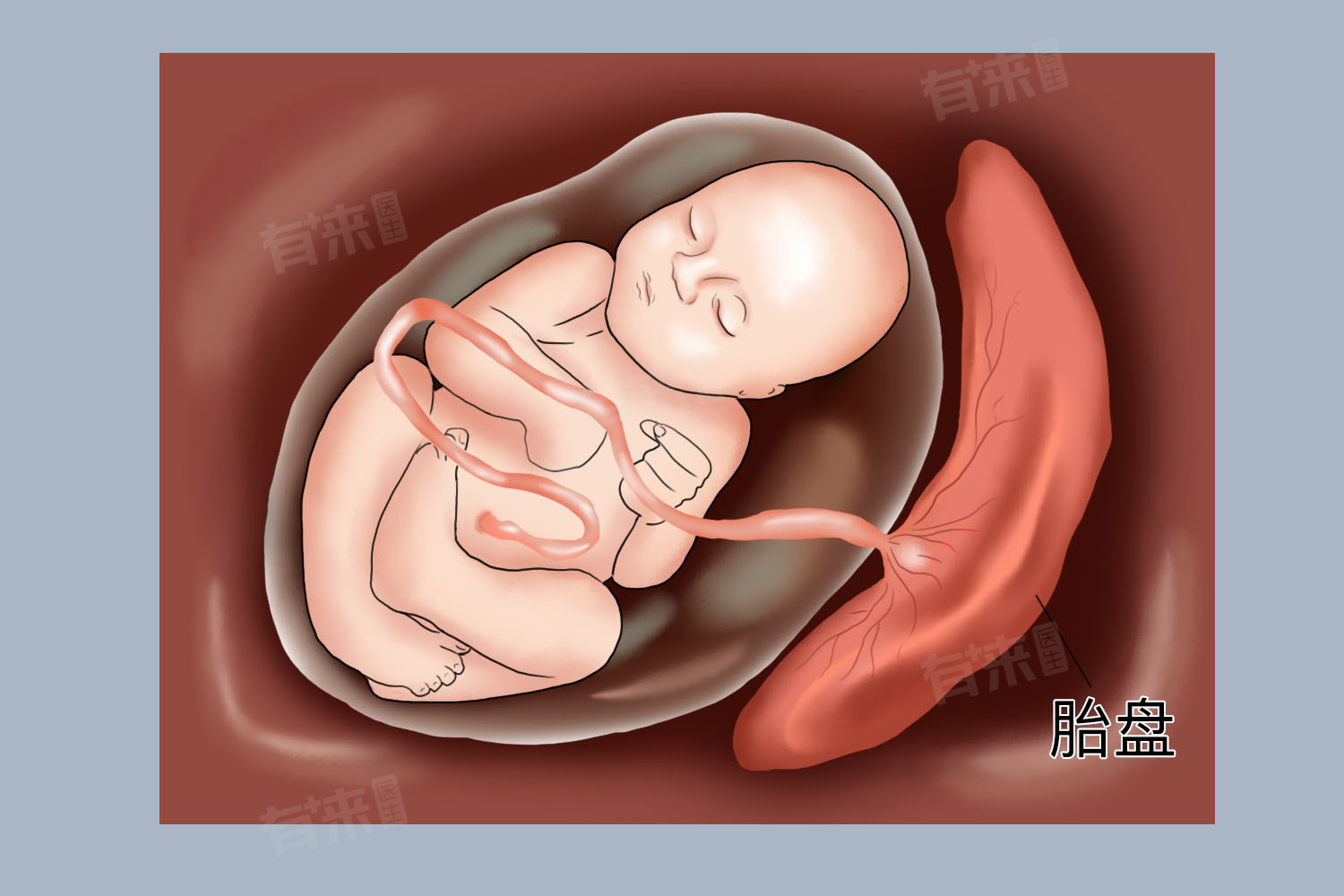 胎盘二级是什么意思-有来医生