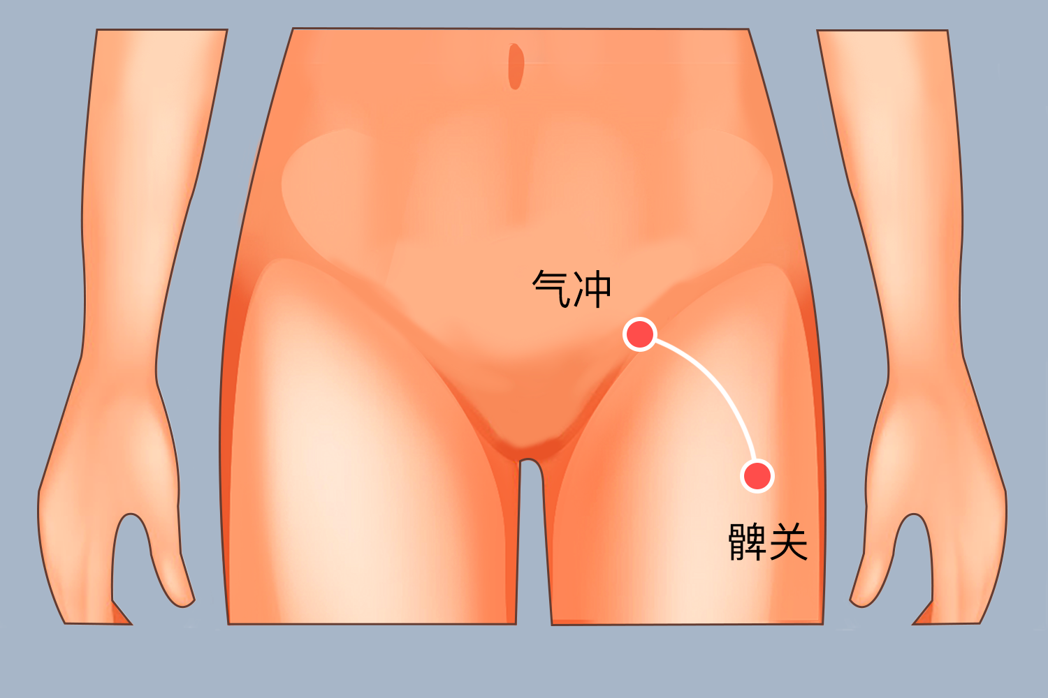 髀关穴的体表位置图