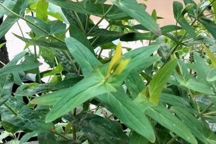 对经草植株图 对经草植株图