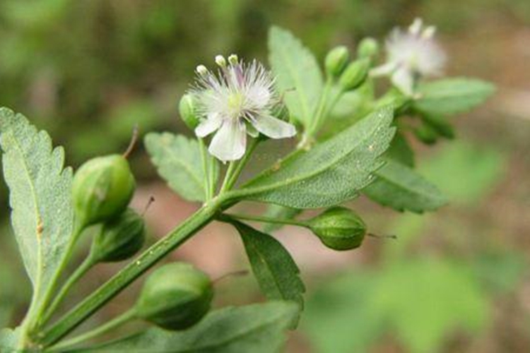 冰糖草开花图 冰糖草开花图