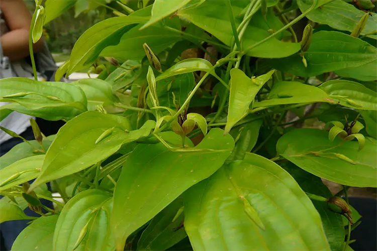 百部图片_有来医生