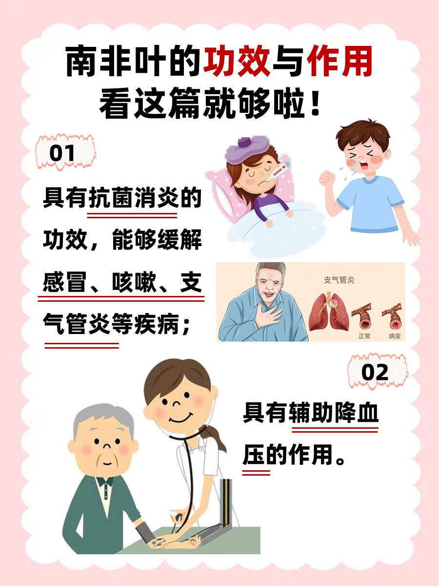 南非叶的功效与作用，看这篇就够啦！