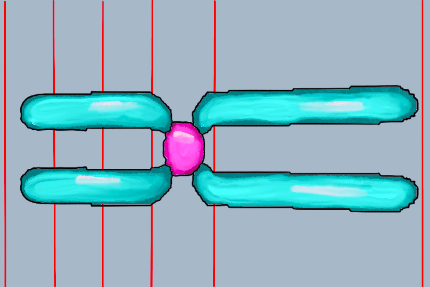 中着丝粒染色体图