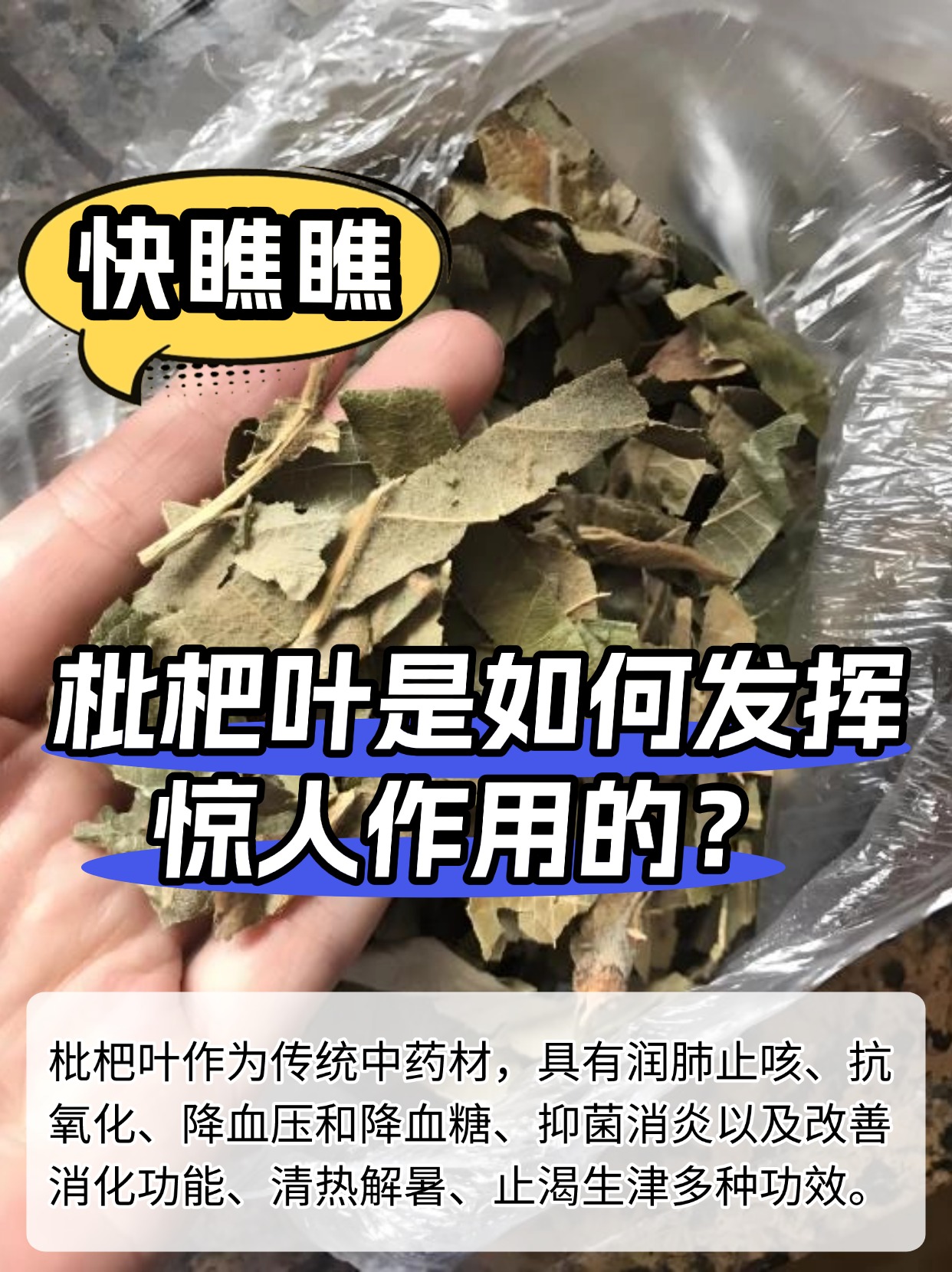 快瞧瞧，枇杷叶是如何发挥惊人作用的？