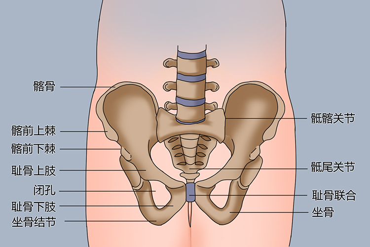耻骨联合位置图