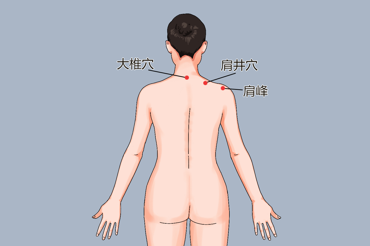 肩井穴位置手绘图