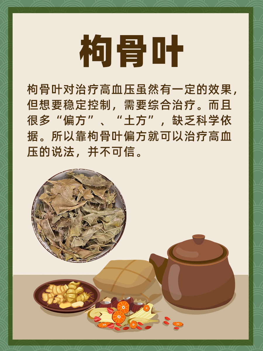 得了高血压，靠枸骨叶偏方就可以？不可信！