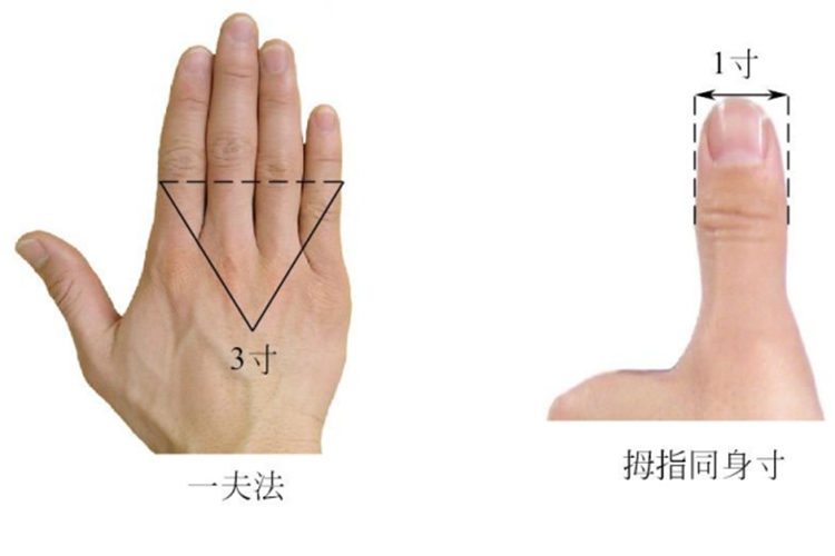拇指及横指同身寸法图