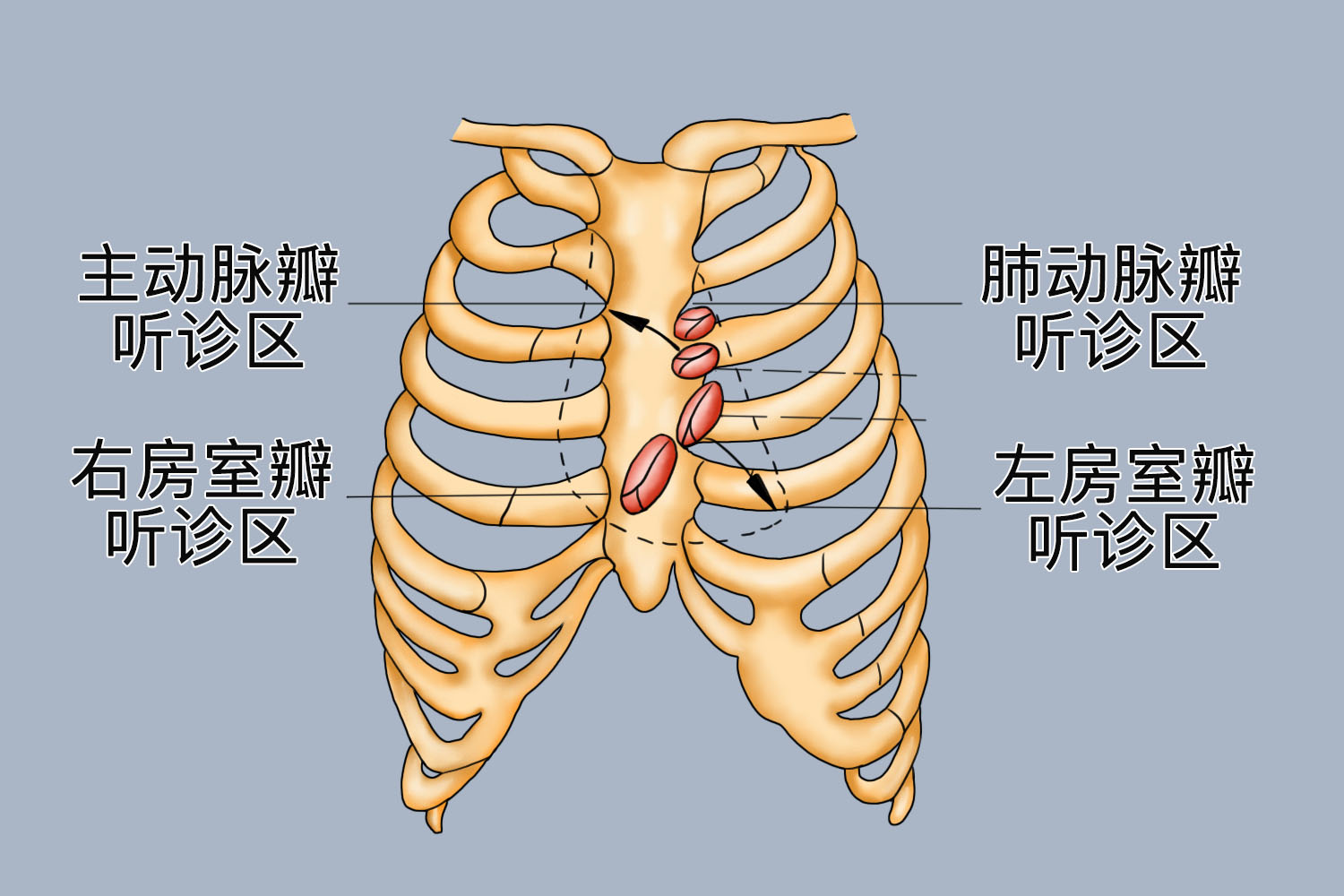 肺动脉瓣听诊区位置图