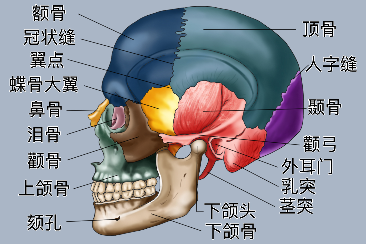 颞骨侧面图 颞骨侧面图