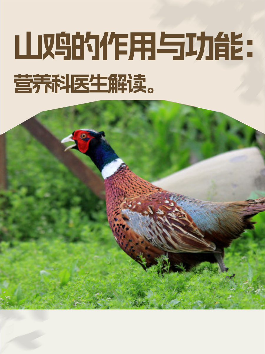 山鸡的作用与功能:营养科医生解读