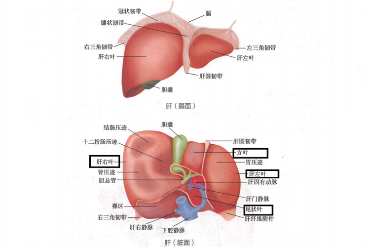肝脏大体结构图
