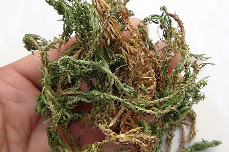 野生金不换药材图 野生金不换药材图