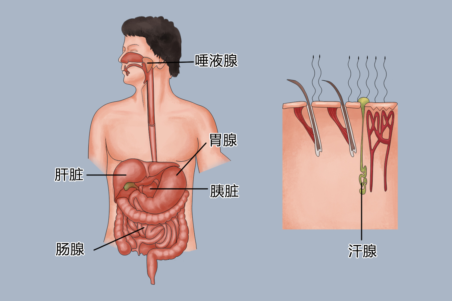 外分泌腺分布图
