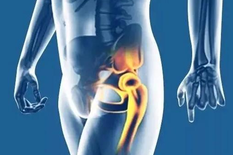 左腿大腿根和胯骨连接位置疼痛图