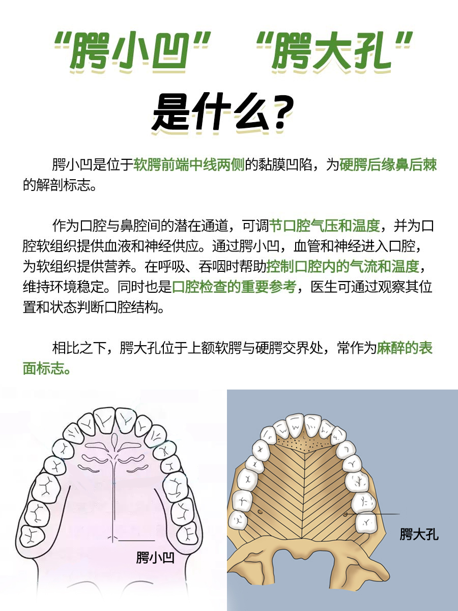 口腔上颚小孔，学名竟是这个！快来涨知识