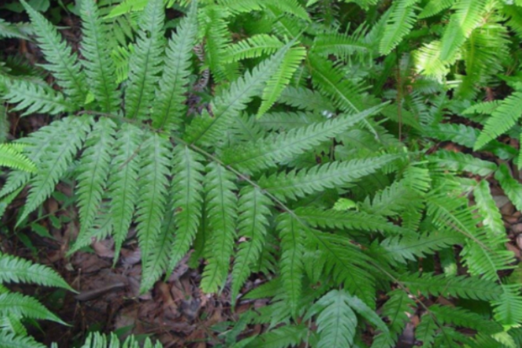 金毛狗脊原植物图 金毛狗脊原植物图