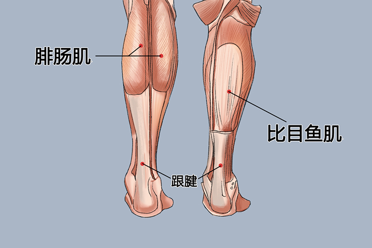 跟腱部位图 跟腱部位图