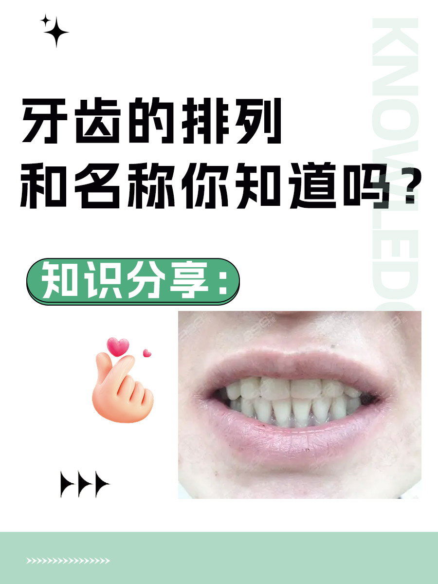 知识分享：牙齿的排列和名称你知道吗？