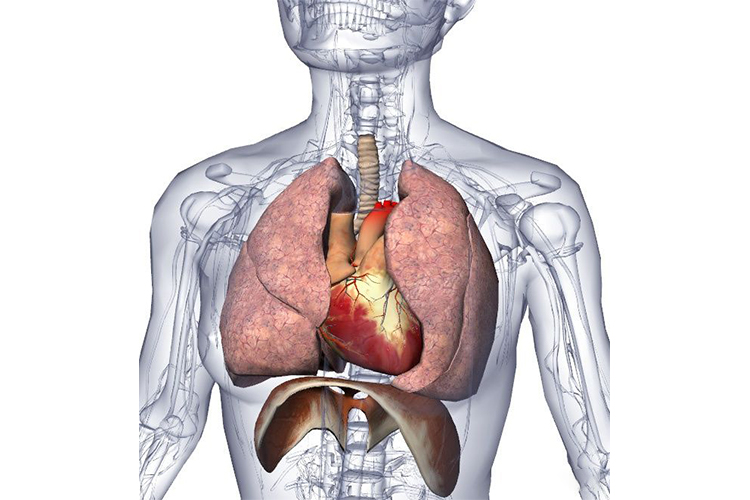 胸腔的位置图图片