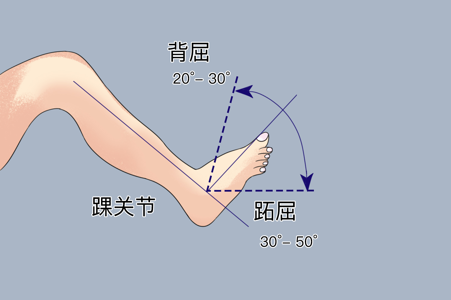 踝关节背屈肌肉图片