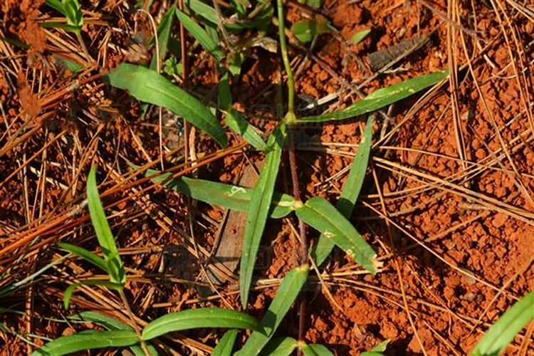 千针万线草植株图