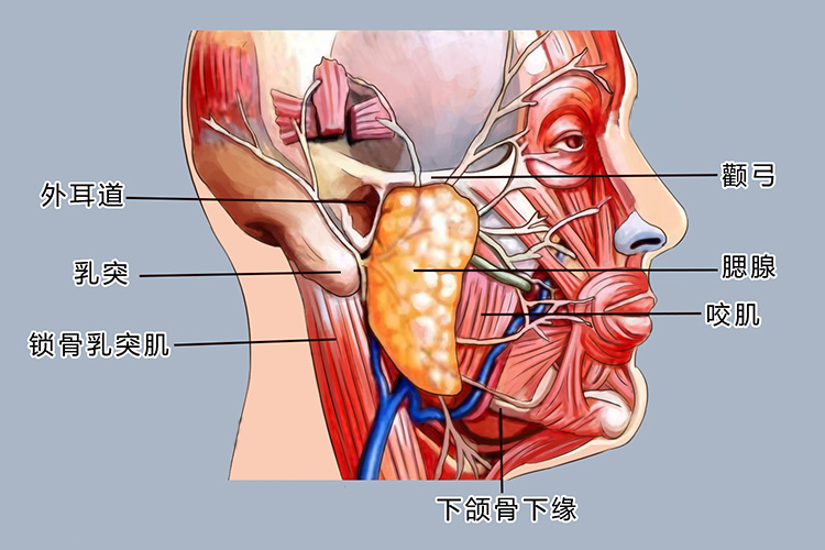 腮腺位置图