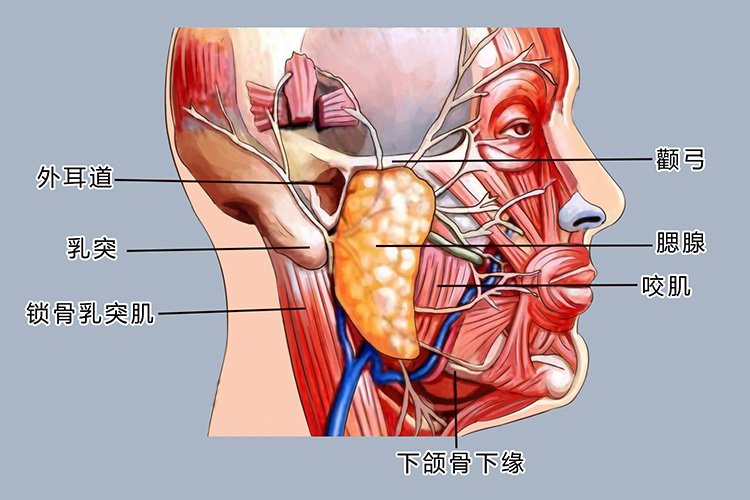 腮在什么位置图片图片